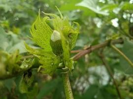 gros plan, de, jardin vert photo