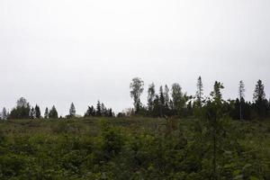 forêt d'été. détails de la nature. plantes vertes en saison estivale. photo