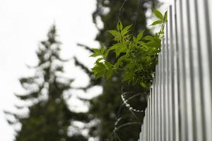 clôture en acier. profilé métallique. détails de la clôture. photo