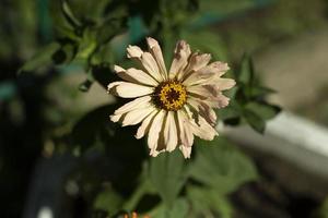 fleurs dans le parc. belle plante. floraison estivale. photo