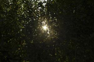 forêt d'été. détails de la nature. plantes vertes en saison estivale. photo