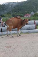 vache dans le champ. les bovins bali sont des bovins originaires de bali, indonésie photo