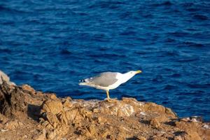 mouettes volant dans le ciel méditerranéen, oiseaux sauvages sur la côte catalane, espagne photo