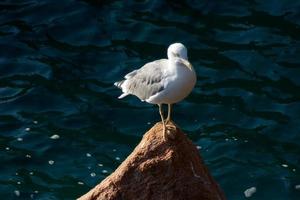 mouettes sauvages dans la nature le long des falaises de la costa brava catalane, méditerranée, espagne. photo