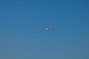 mouettes sauvages dans la nature le long des falaises de la costa brava catalane, méditerranée, espagne. photo