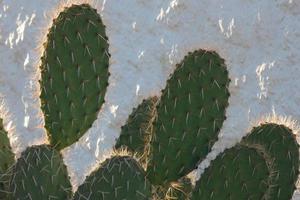 cactus rétro-éclairé typique des régions chaudes avec peu d'eau photo