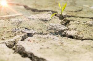 planter dans le sol sec photo