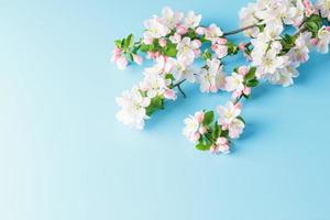 sakura de printemps en fleurs sur fond bleu avec espace pour un message d'accueil. le concept du printemps et de la fête des mères. belles fleurs de cerisier roses délicates au printemps photo