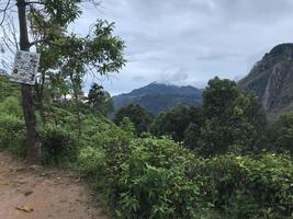 plantations de thé au sri lanka photo