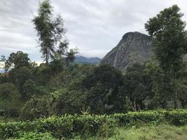 plantations de thé au sri lanka photo