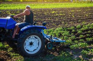 un agriculteur sur un tracteur cultive une plantation de pommes de terre. l'agro-industrie et l'agro-industrie. machines agricoles. entretien des cultures, amélioration de la qualité des sols. labourer et ameublir la terre. culture de travail sur le terrain. photo