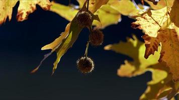 belle saison d'automne naturelle feuilles sèches brunes romantiques photo