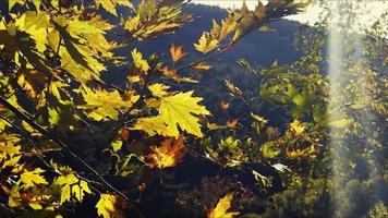 belle saison d'automne naturelle feuilles sèches brunes romantiques photo