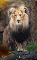 portrait de lion photo
