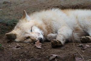 loup arctique endormi photo