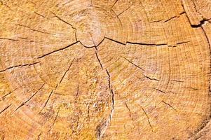 la texture de la bûche de bois sciée ronde dans la section du naturel avec les fissures et le brun jaune texturé. l'arrière-plan photo