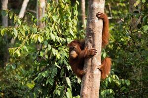 mignon orang-outan accroché à l'arbre.