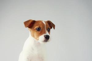 Jack russel terrier chiot chien sur le fond gris photo