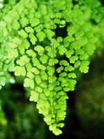 feuilles de fond vert et montagne de plantes de la forêt tropicale photo