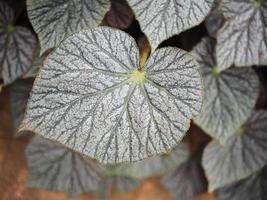 bégonia plantes leafe bueaty nature texture photo