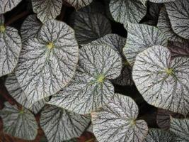 bégonia plantes leafe bueaty nature texture photo