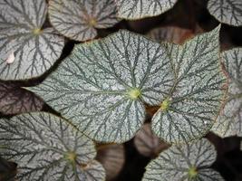 bégonia plantes leafe bueaty nature texture photo