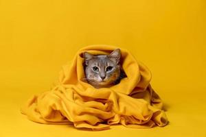 chat triste enveloppé dans une couverture chaude, regarde la caméra. isolé, sur fond jaune. photo
