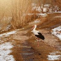 cigogne et début du printemps avec neige, cigogne migratrice, oiseaux en ukraine. photo