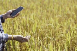 concept d'agriculture, rizière mûre et paysage de ciel à la ferme. récolte des agriculteurs de la rizière pendant la saison des récoltes. agriculteur utilisant une tablette pour rechercher des feuilles de riz dans un champ de ferme biologique. photo