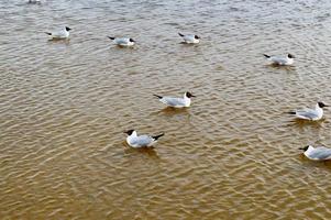 de nombreux goélands de canards d'oiseaux sur le lac avec de l'eau trouble jaune sur la plage sur la plage photo