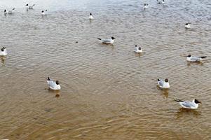 de nombreux goélands de canards d'oiseaux sur le lac avec de l'eau trouble jaune sur la plage sur la plage photo