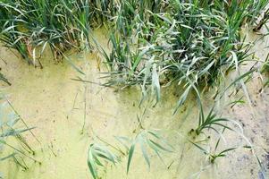 texture d'eau naturelle sale de marais vert avec des plantes de feuilles de canne. l'arrière-plan photo