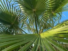 vue rapprochée des petites feuilles de palmier naturelles vertes étroites dans la station balnéaire du sud du pays oriental tropical chaud. arrière-plan, texture photo