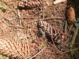 la terre, l'épicéa, les cônes de pin bruns naturels et les moules de moulage et copient l'endroit dans la forêt de conifères sur le fond d'un arbre fissuré photo