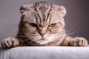 un chat écossais insatisfait est sur la table et regarde la caméra avec colère. fermer. photo