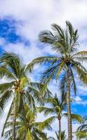 palmier naturel tropical noix de coco ciel bleu au mexique. photo