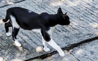 chat errant blanc noir dans la localité de puerto escondido mexique. photo