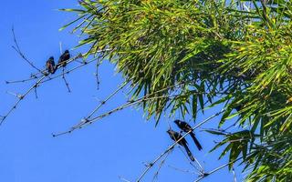 corbeaux noirs et corvidés assis sur une branche avec un ciel bleu. photo