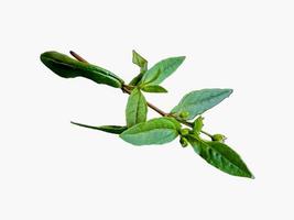 grevillea robusta vert, communément appelé chêne de soie du sud, chêne de soie ou chêne de soie, chêne argenté ou chêne argenté australien, est une plante à fleurs de la famille des protéacées, fond blanc isolé photo