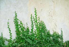 des feuilles de lierre vert s'enroulent sur le mur de plâtre gris. fond texturé de feuilles. texture de mur végétal vert pour la conception de toile de fond et mur écologique et découpé à l'emporte-pièce pour les illustrations. vieux mur de plâtre avec des fissures. photo