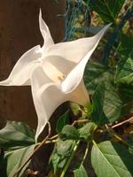 datura medel, fleur de beauté, fond d'écran, beauté nature photo