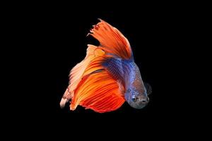 gros plan, de, a, betta, demi-lune, poisson photo