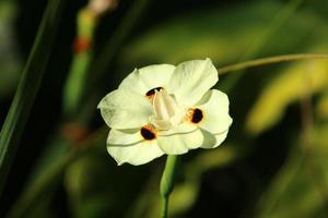 dietes fleurit dans une clairière dans un parc de la ville. photo