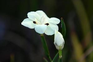 dietes fleurit dans une clairière dans un parc de la ville. photo