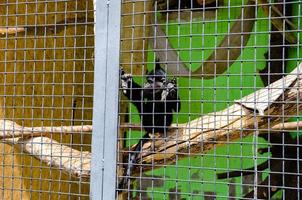 un gros plan d'un singe dans une cage dans un zoo photo