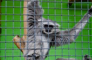 un gros plan d'un singe dans une cage dans un zoo photo