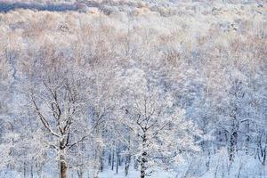 chênes des neiges illuminés par le soleil dans la forêt photo