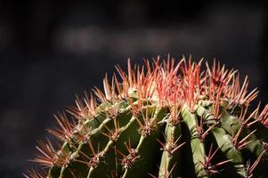 gros plan de cactus avec des pins rouges photo