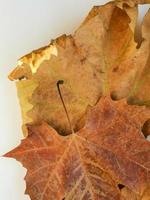 fond d'automne brun détaillé du groupe de feuilles de platanus séchées. vue de dessus photo