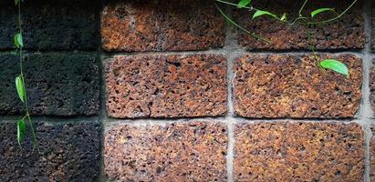 croissance de la vigne verte, du lierre, de la liane, de l'escalade ou de la plante grimpante sur un mur de briques brunes avec un espace de copie au centre ou au milieu. beauté dans la nature et design naturel. feuilles sur le papier peint et la structure du bâtiment. photo